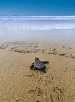 cucciolo di tartaruga sulla spiaggia a capo verde