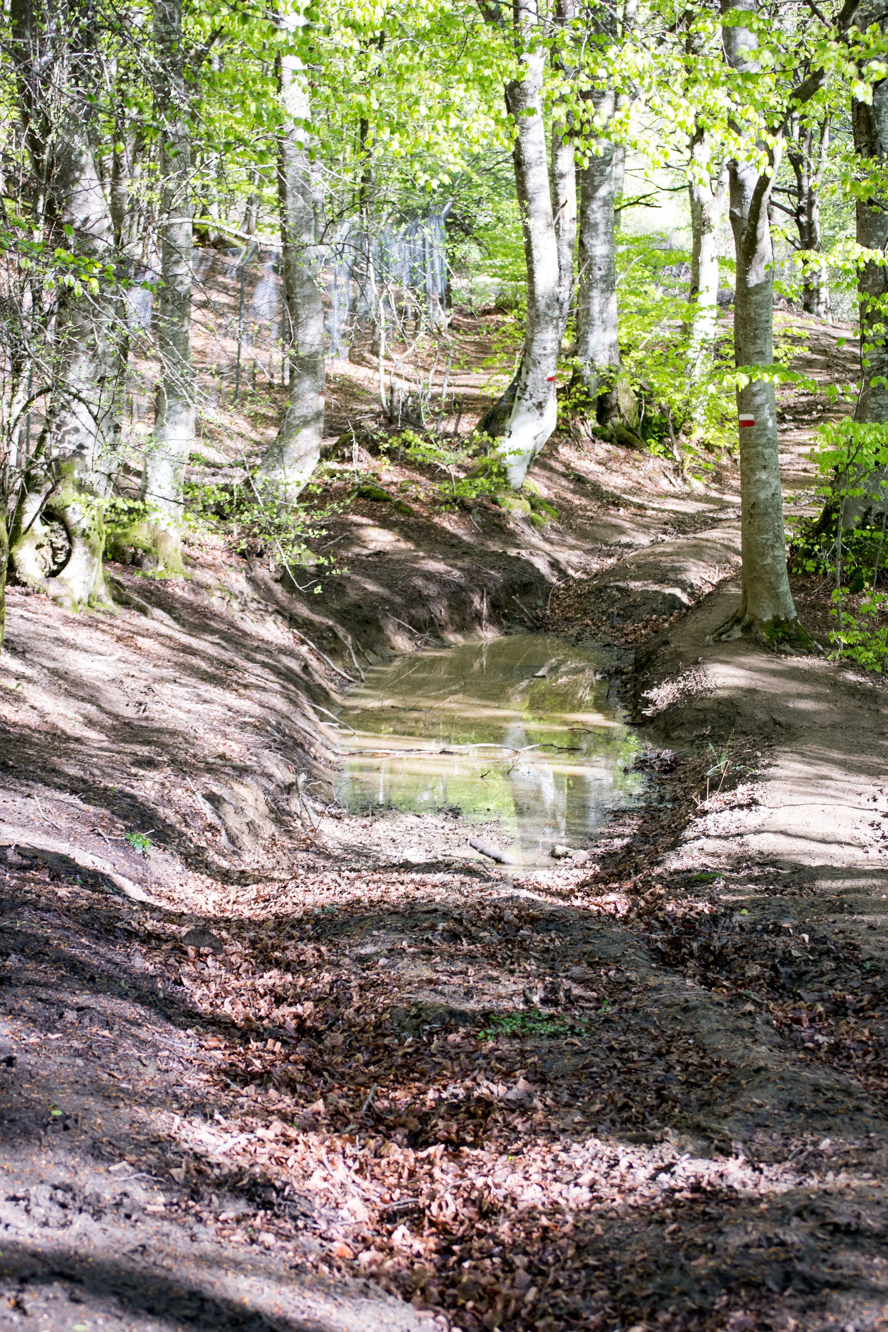 San Piero a Sieve Bosco
