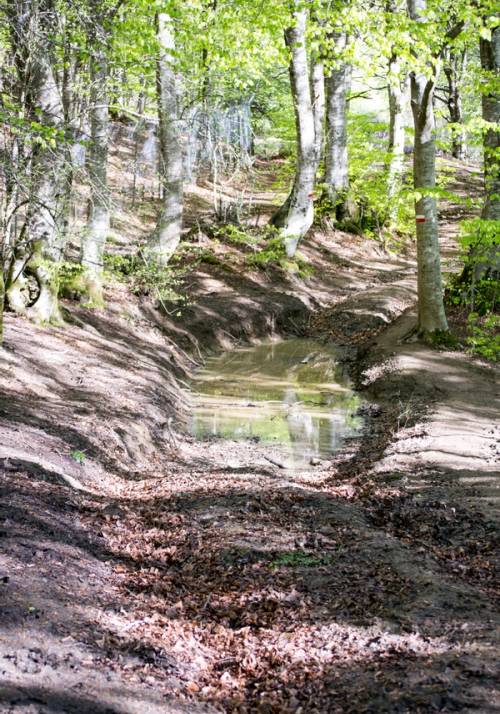 San Piero a Sieve Bosco