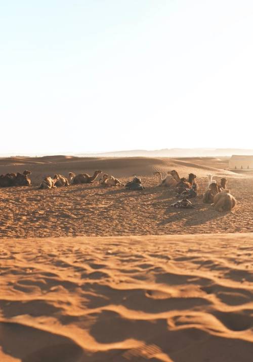 cammelli nel deserto del sahara al tramonto
