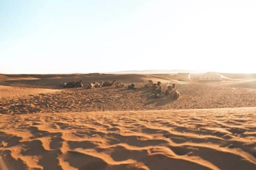 cammelli nel deserto del sahara al tramonto