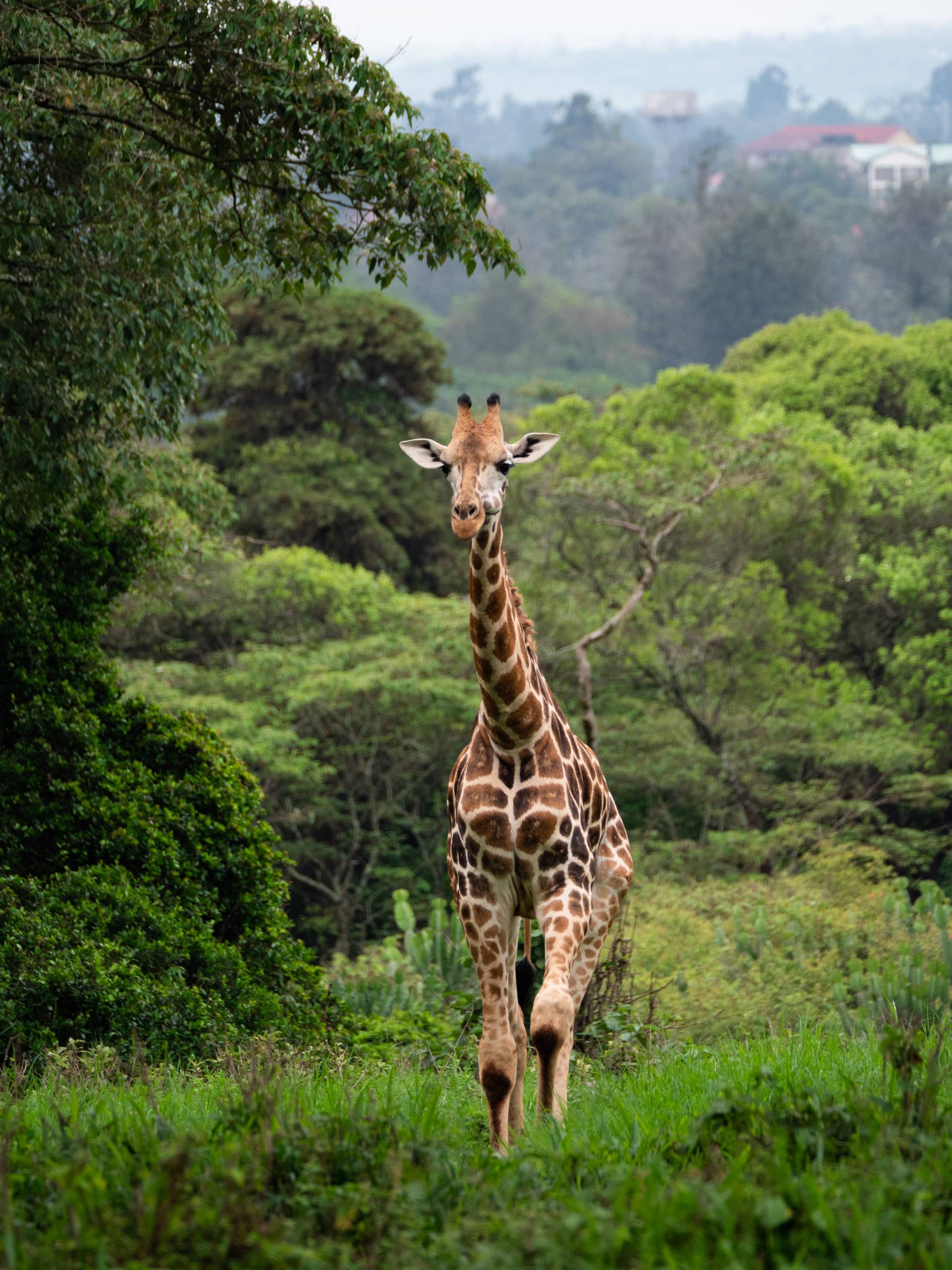 giraffe at amboseli park