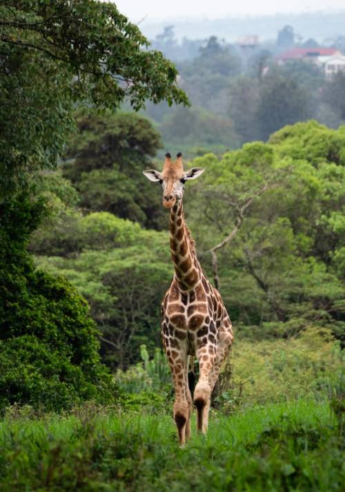 giraffa parco amboseli
