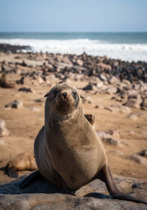 foca a cape cross