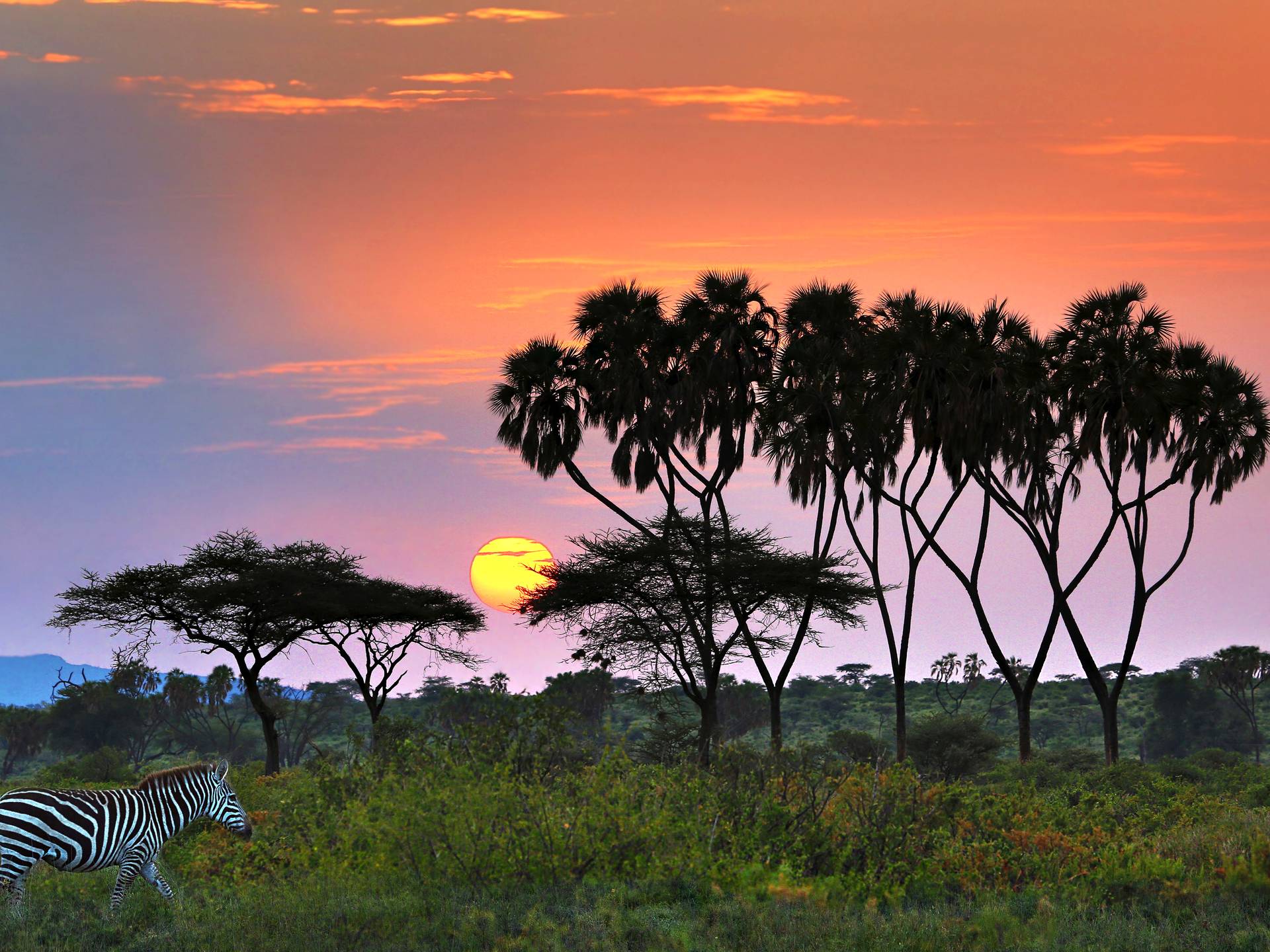 Una settimana in Kenya: da Samburu al Masai Mara cover