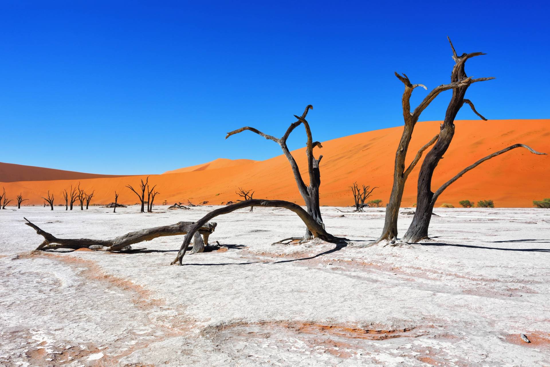 dead vlei