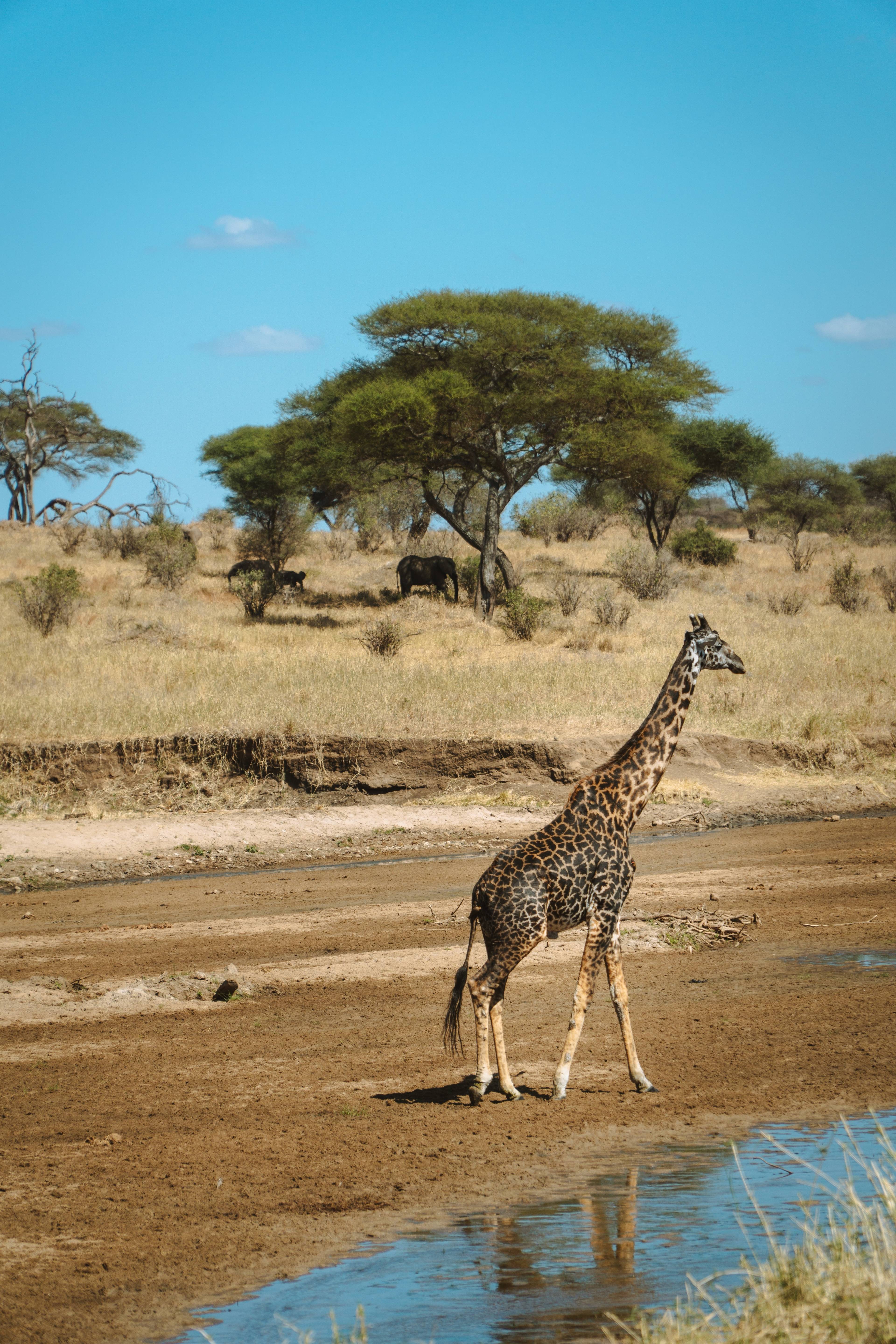 incontro tra turisti e una giraffa