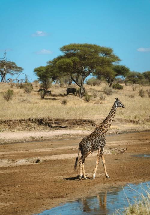 parco nazionale di tarangire