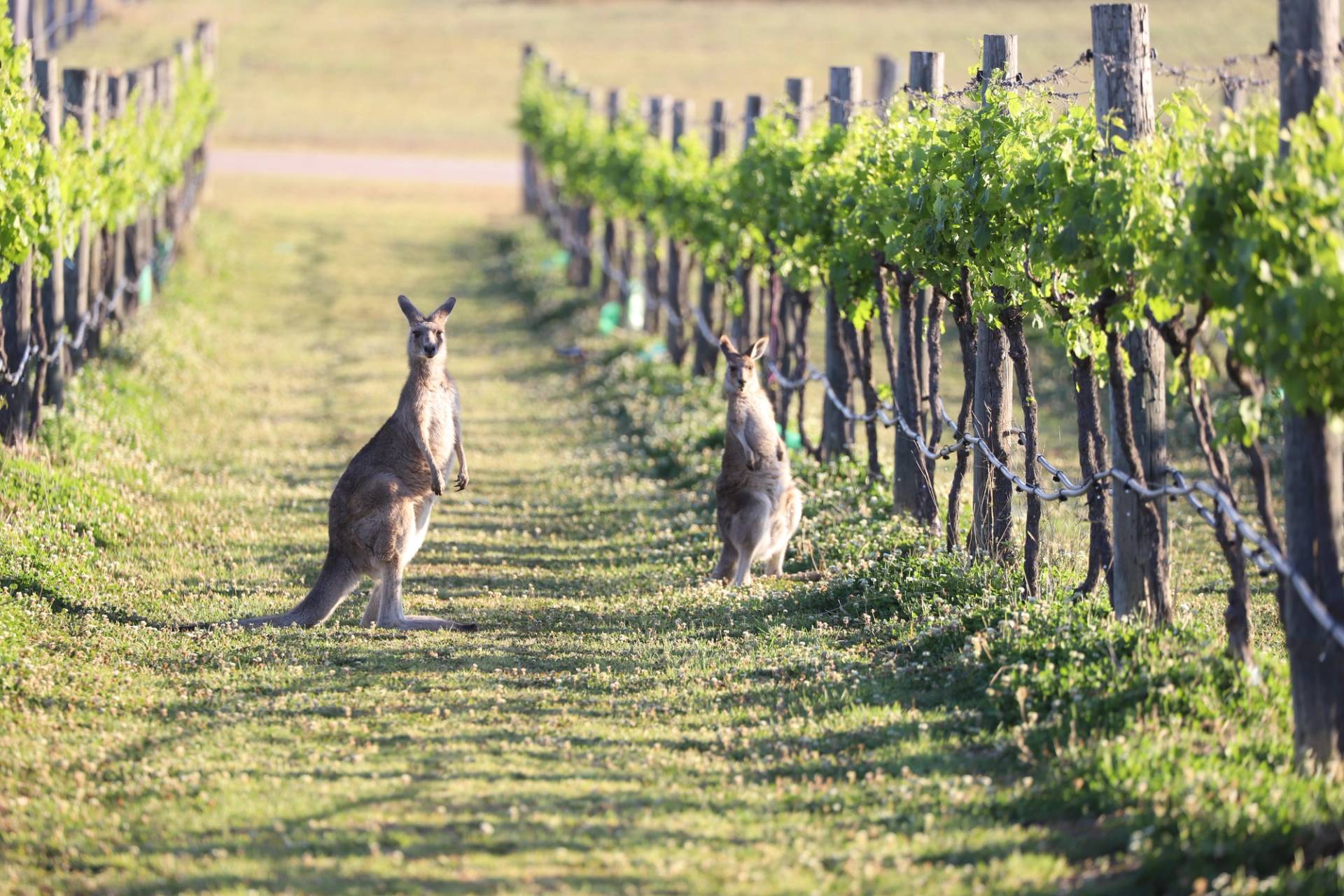 kangaroos among the Hunter Valley vineyards