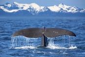 cosa di balena montagne innevate norvegia