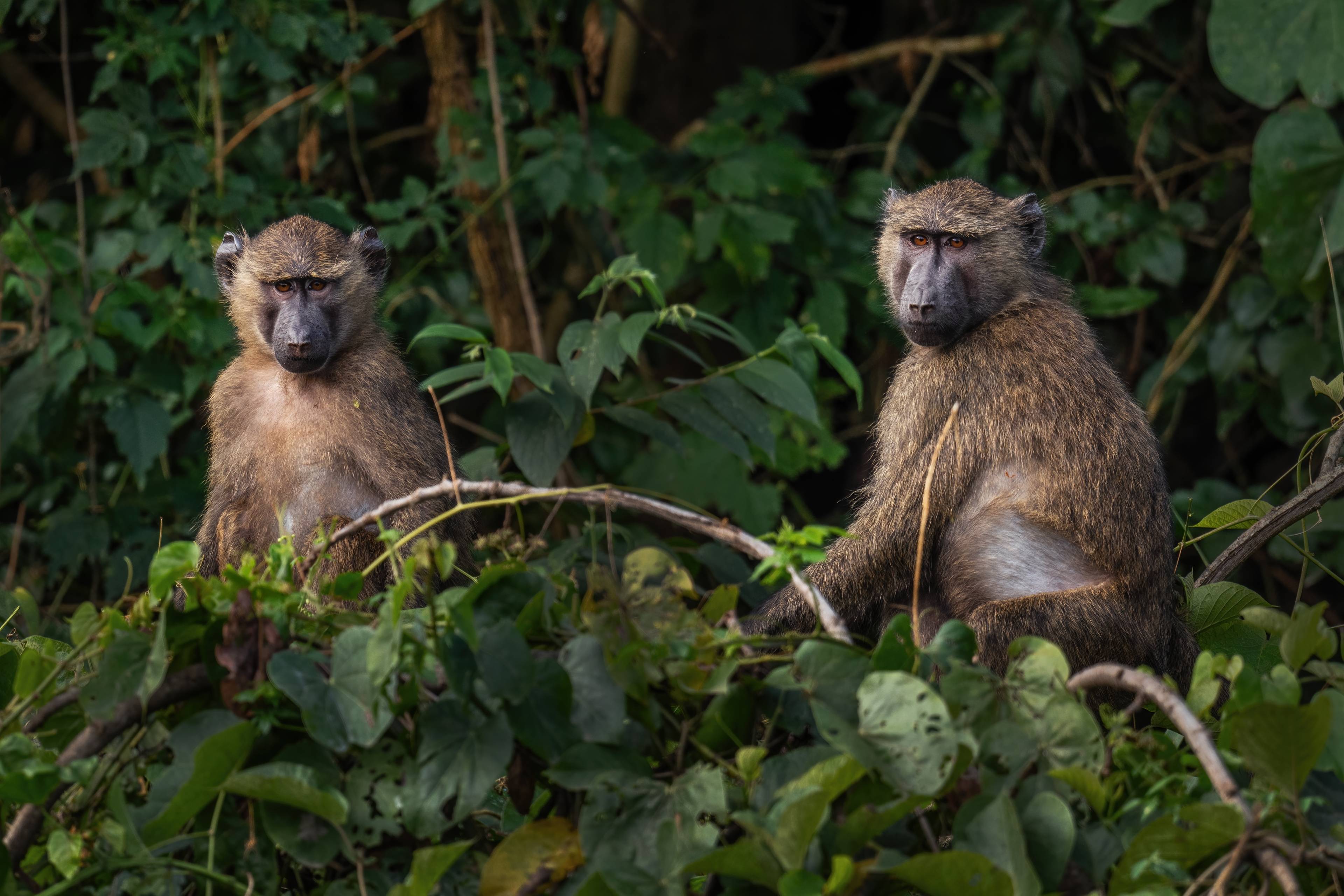 scimmie foresta di budongo