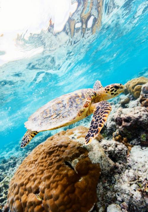 nuotare con le tartarughe sulla barriera corallina