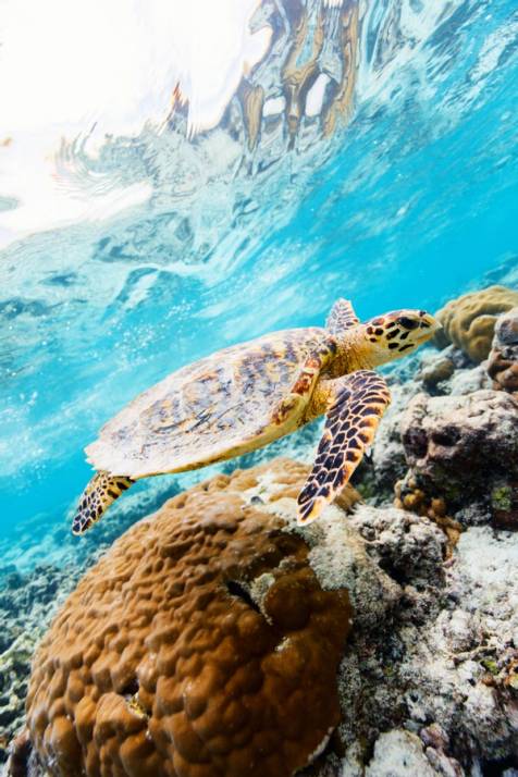 nuotare con le tartarughe sulla barriera corallina