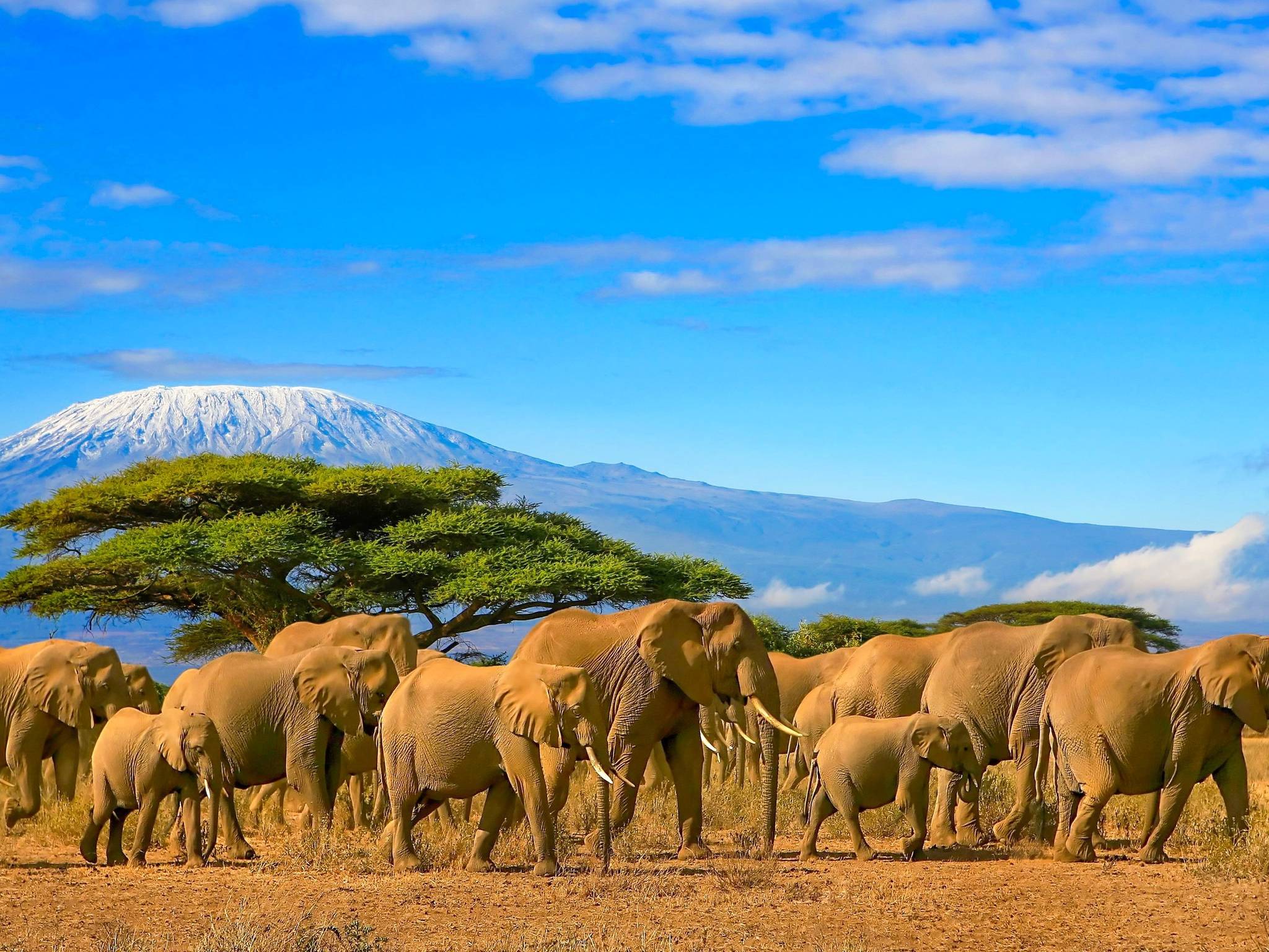 Safari nei parchi nazionali della Tanzania cover