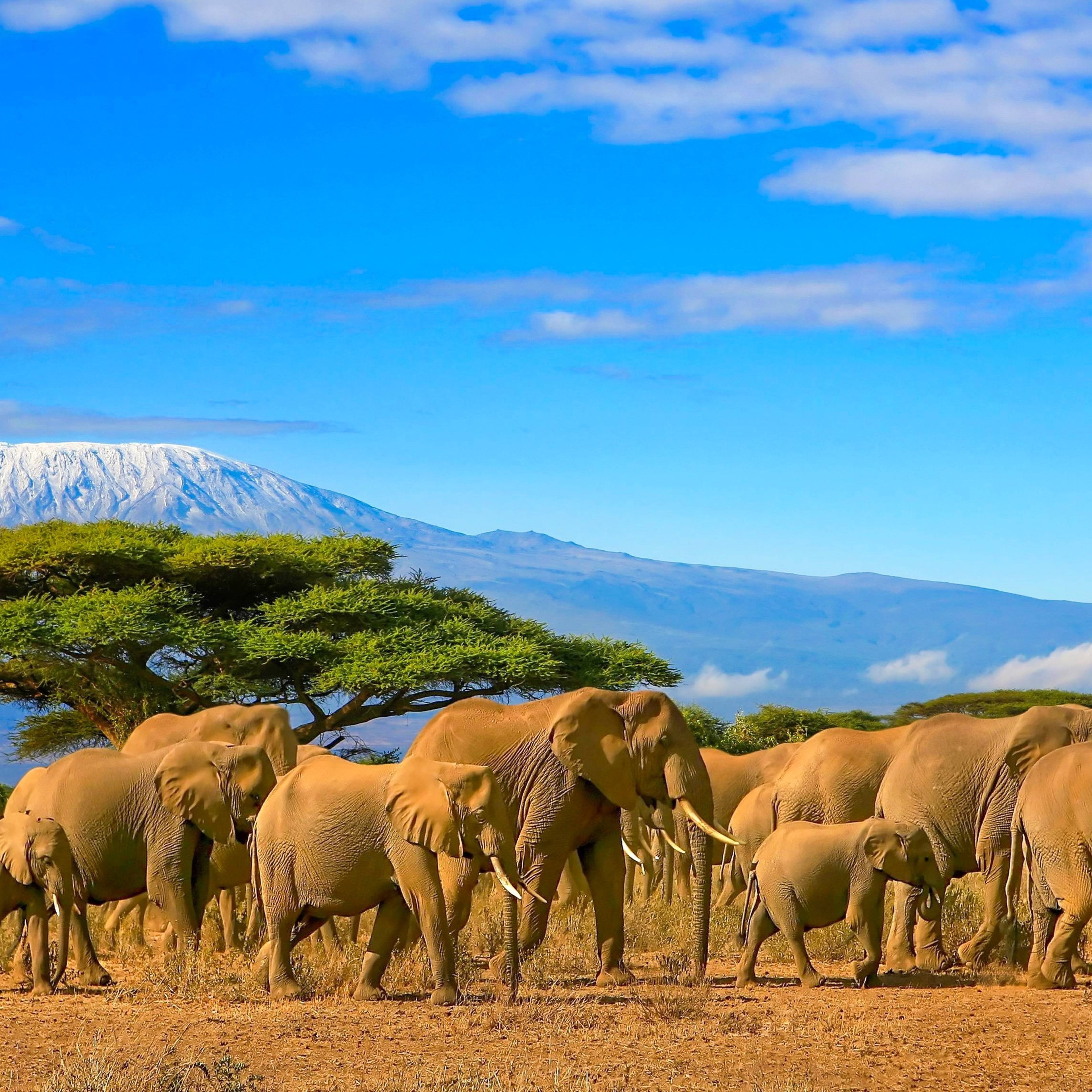 Safari nei parchi nazionali della Tanzania