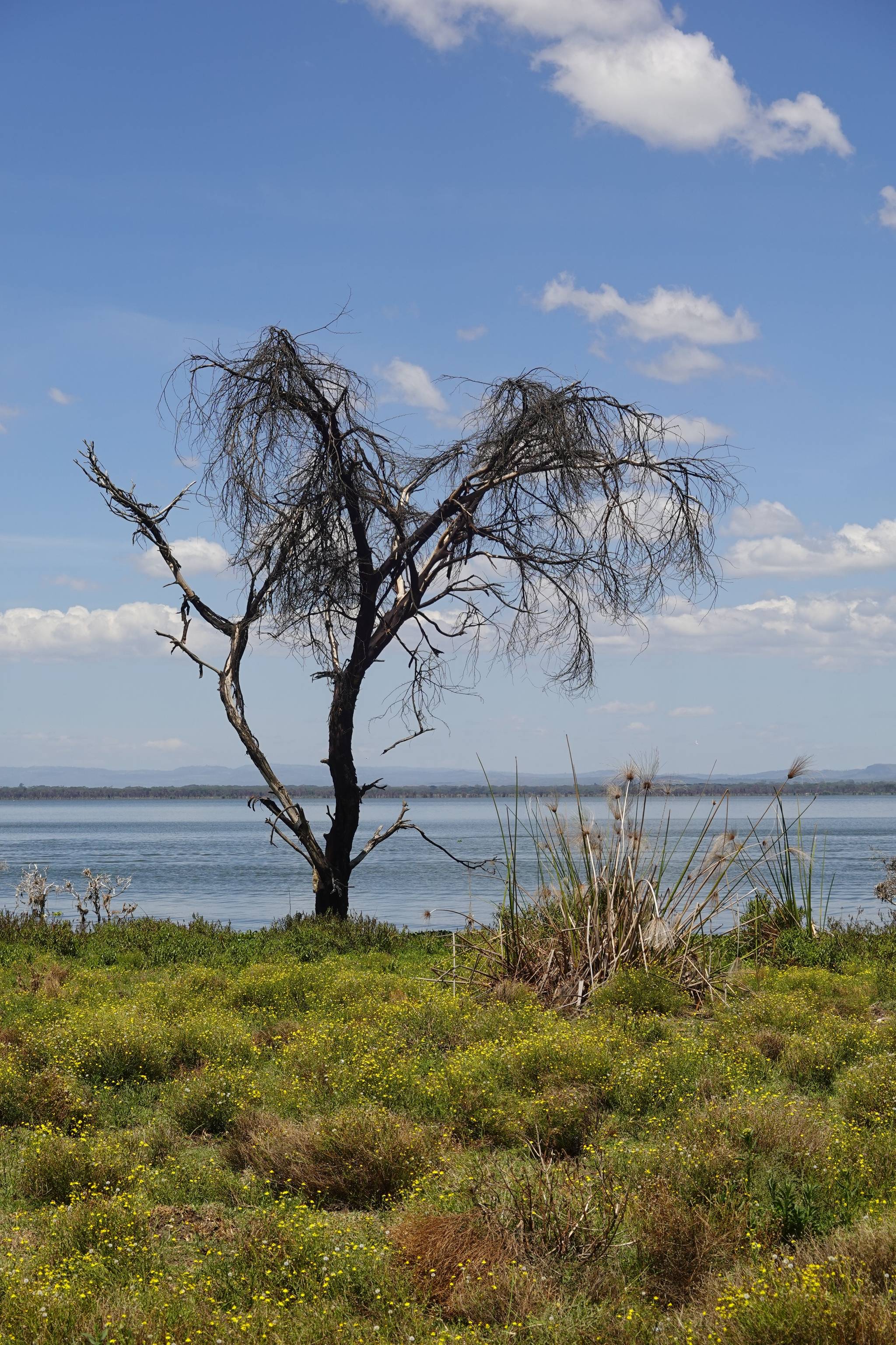 lago naivasha