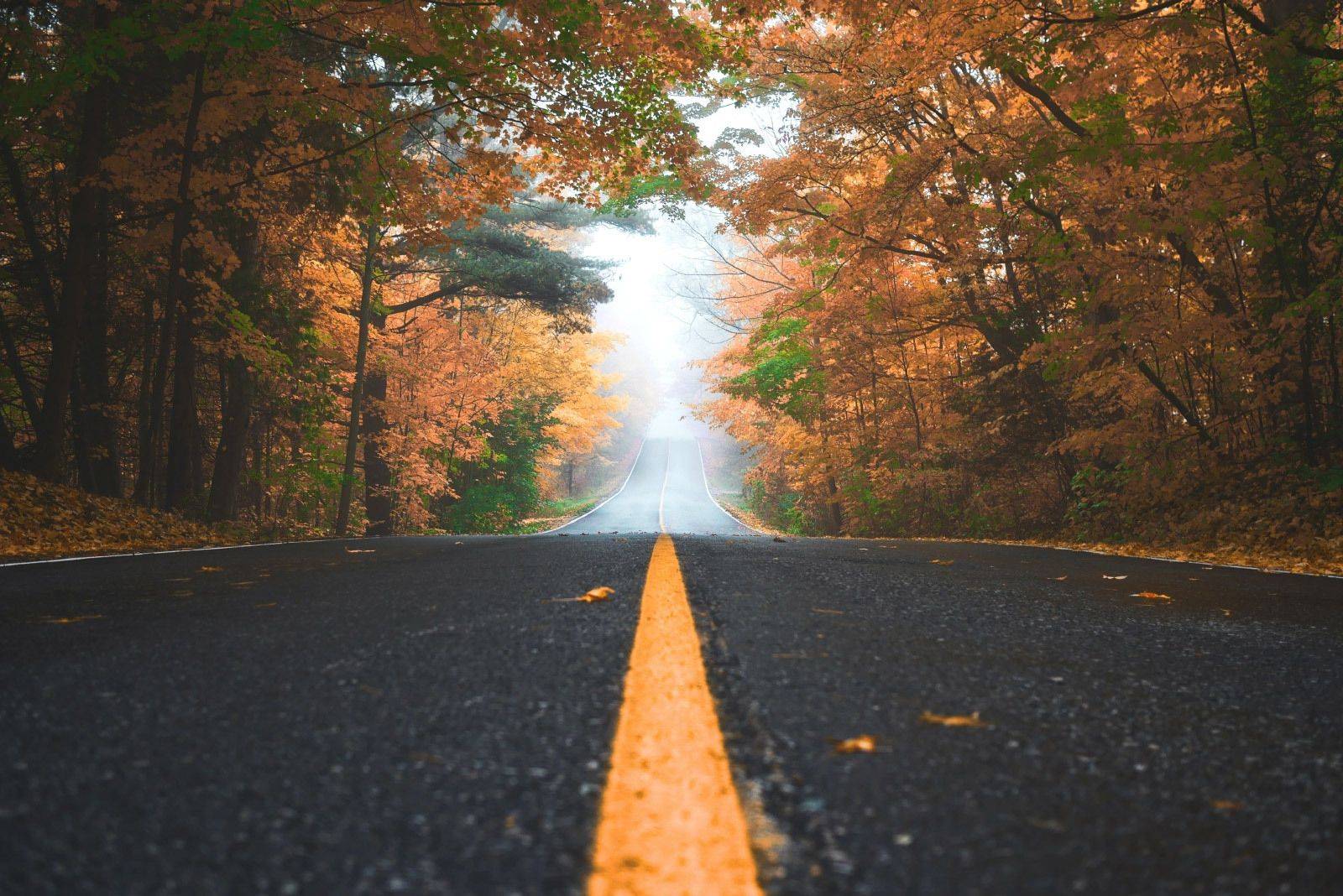 strada panoramica fra gli alberi