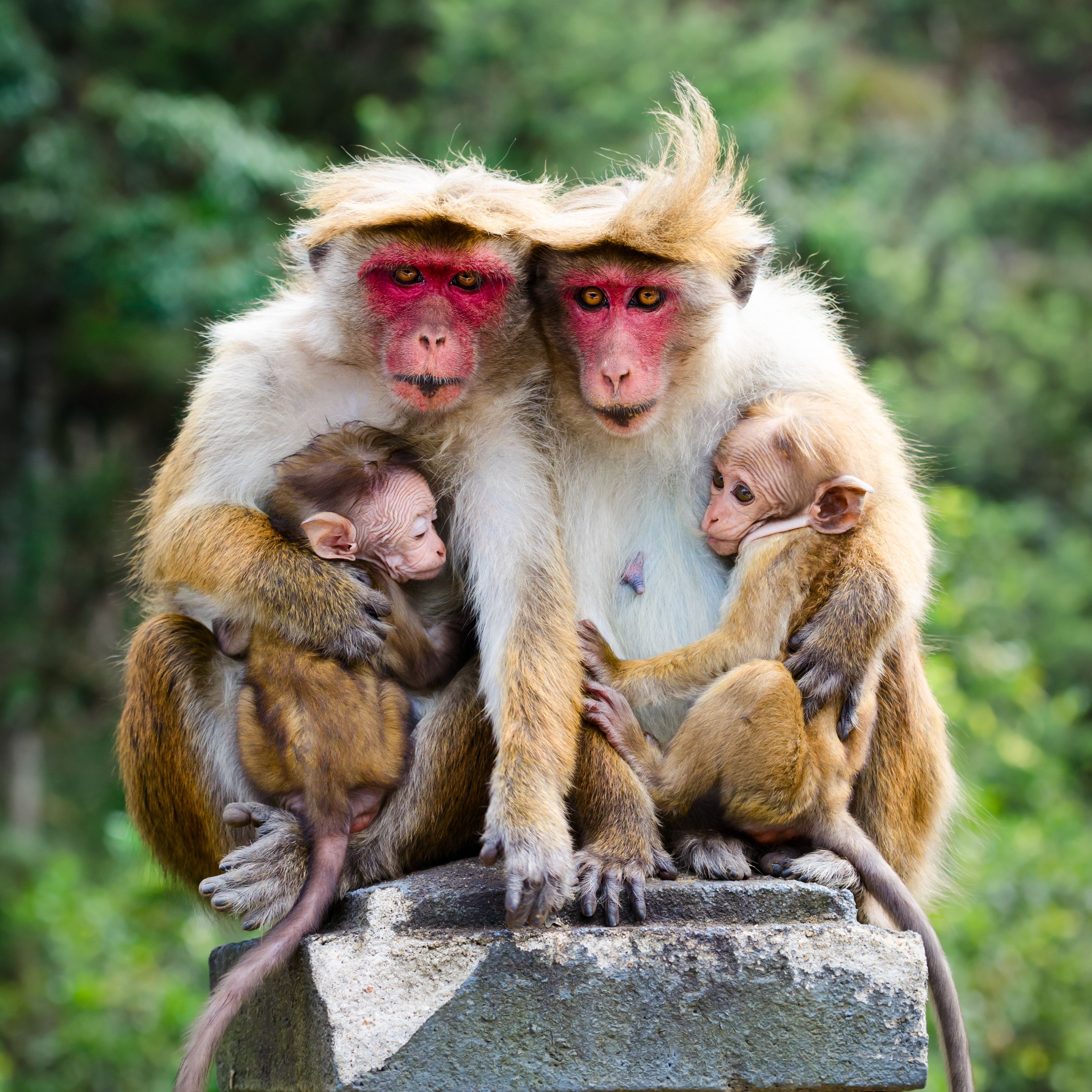 Sri Lanka monkeys