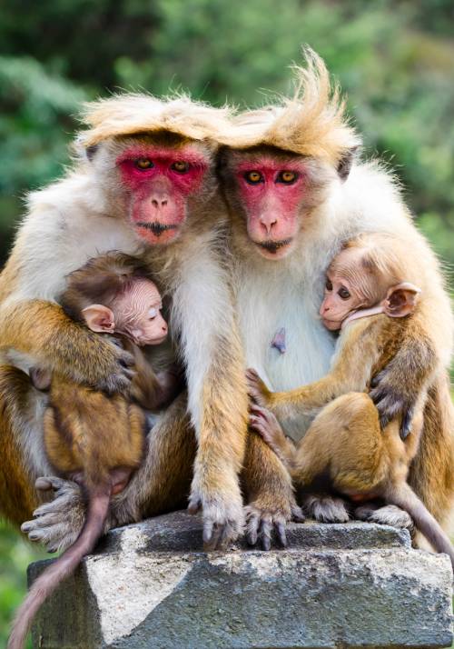 scimmie sri lanka