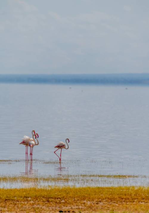lake manyara