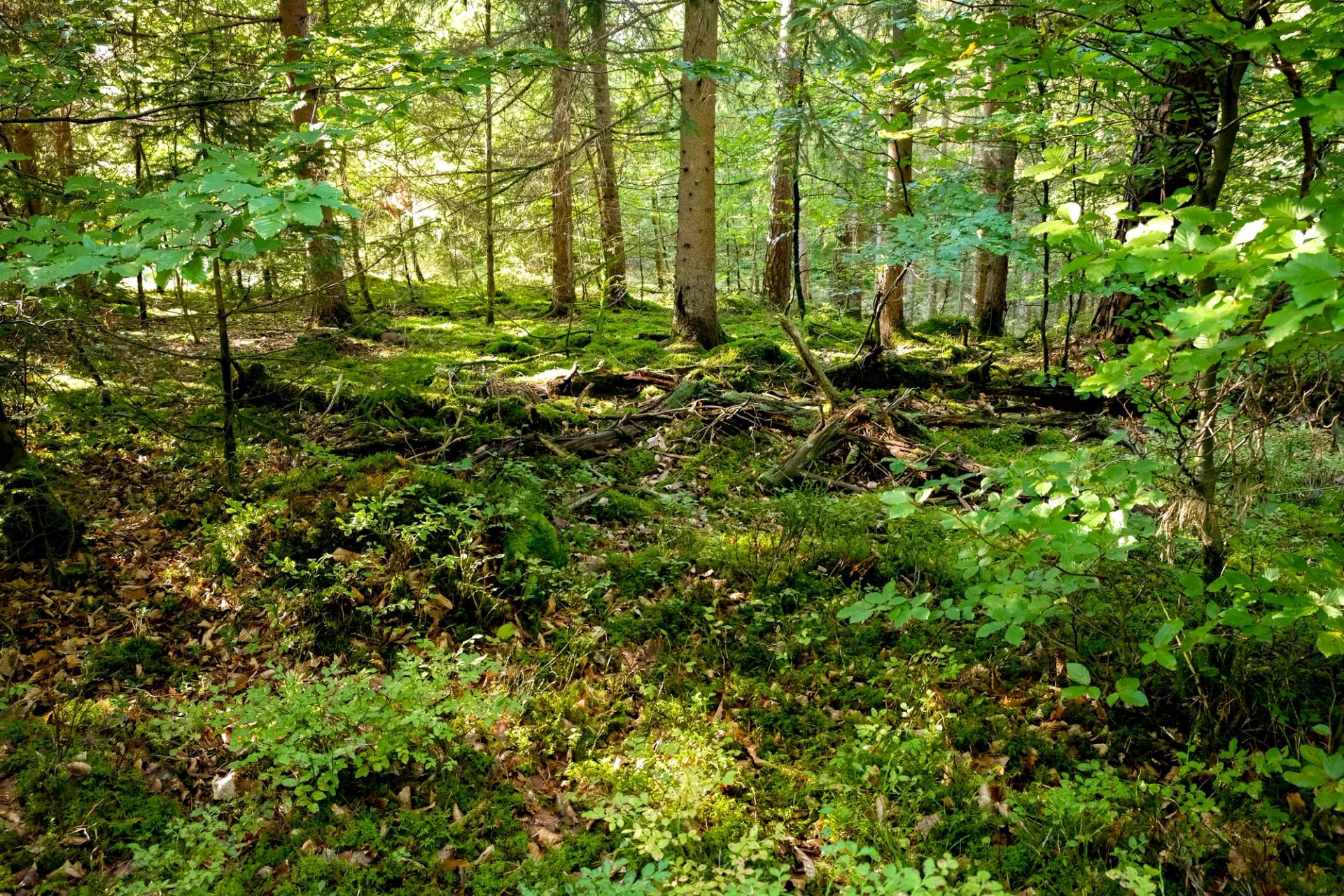 mossy forest