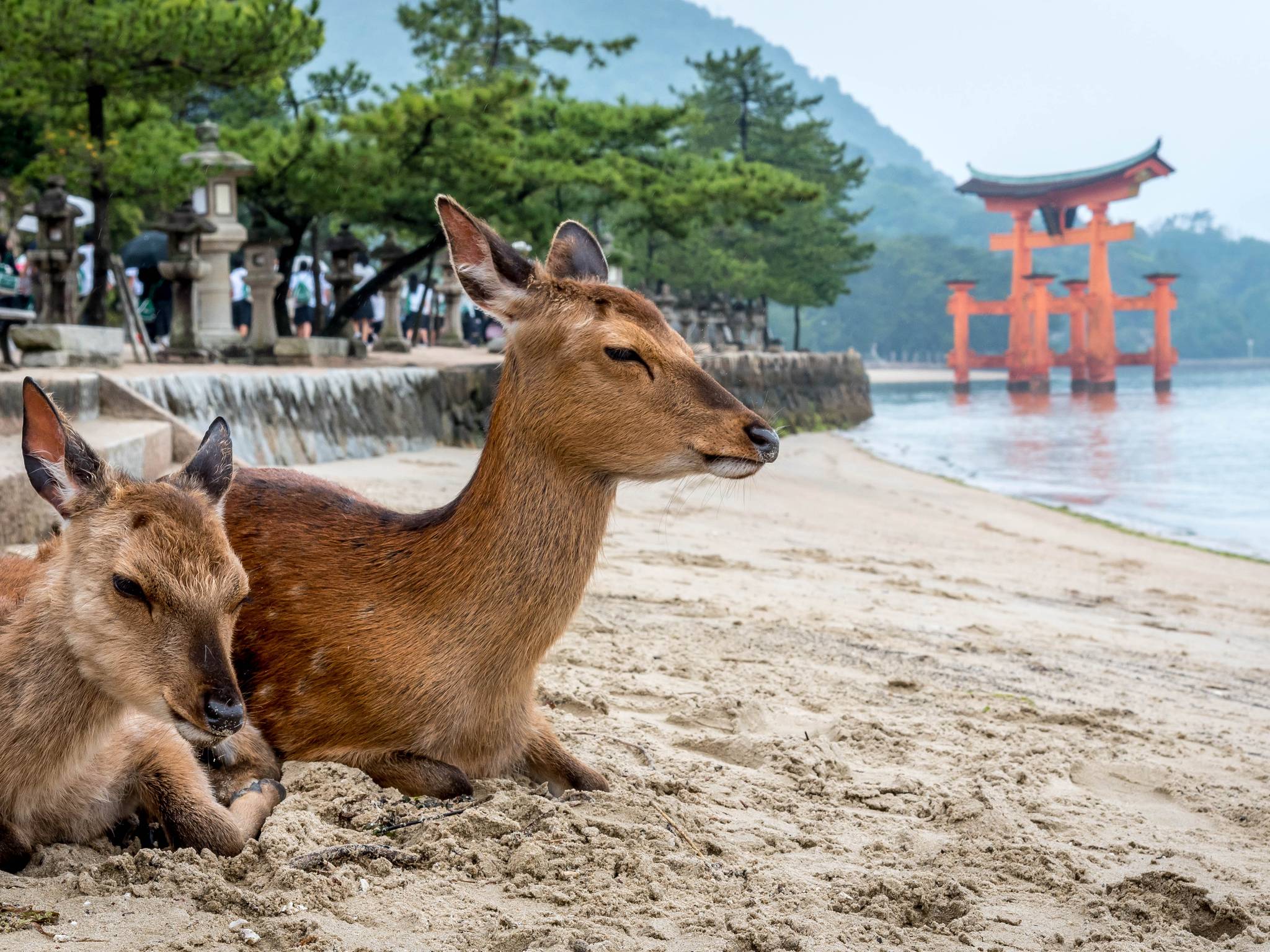 Panorama giapponese: Miyajima cover