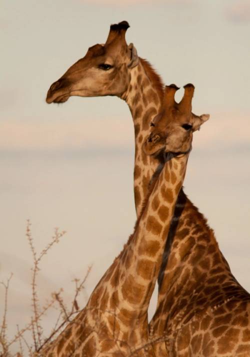 giraffe
