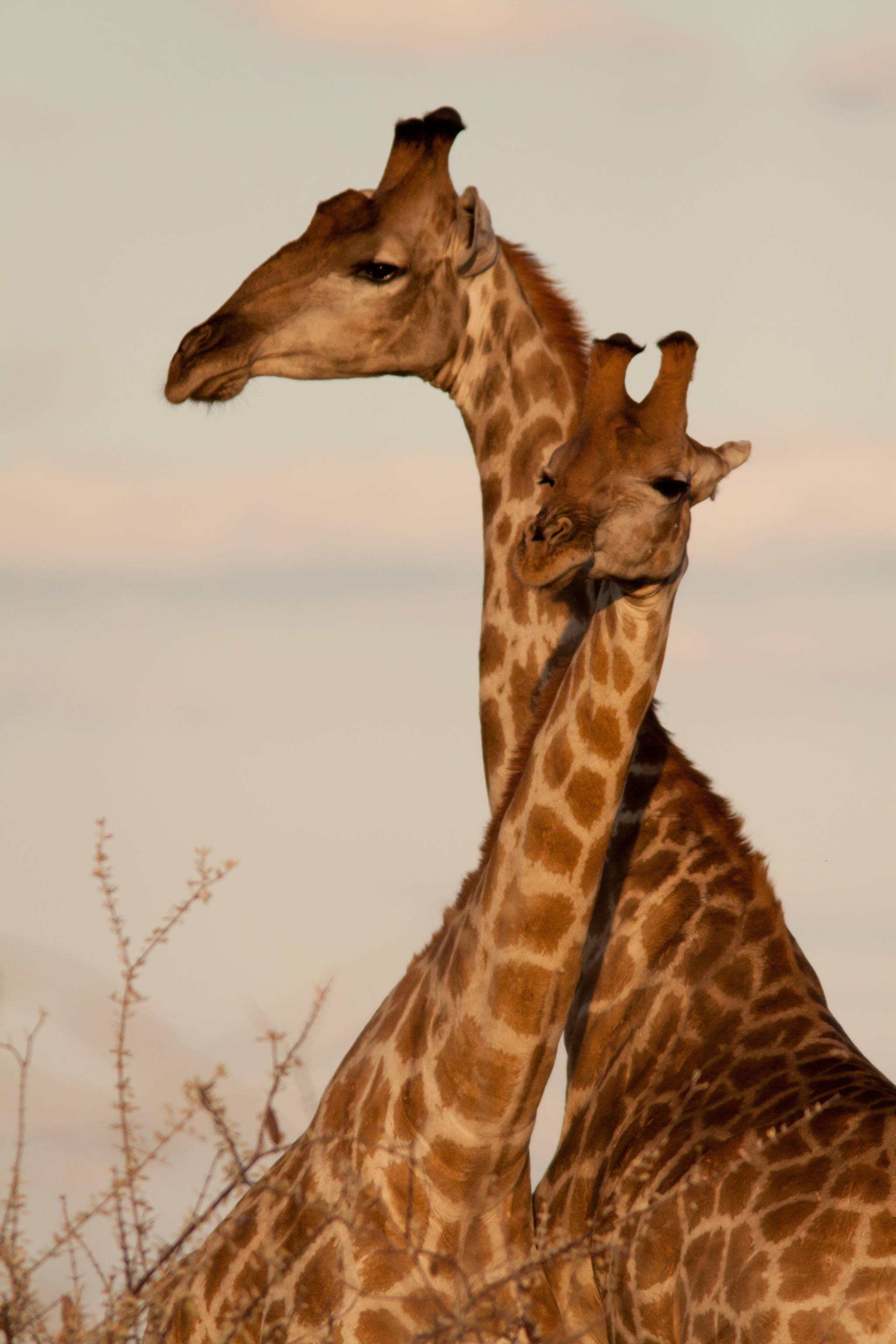 giraffe in namibia