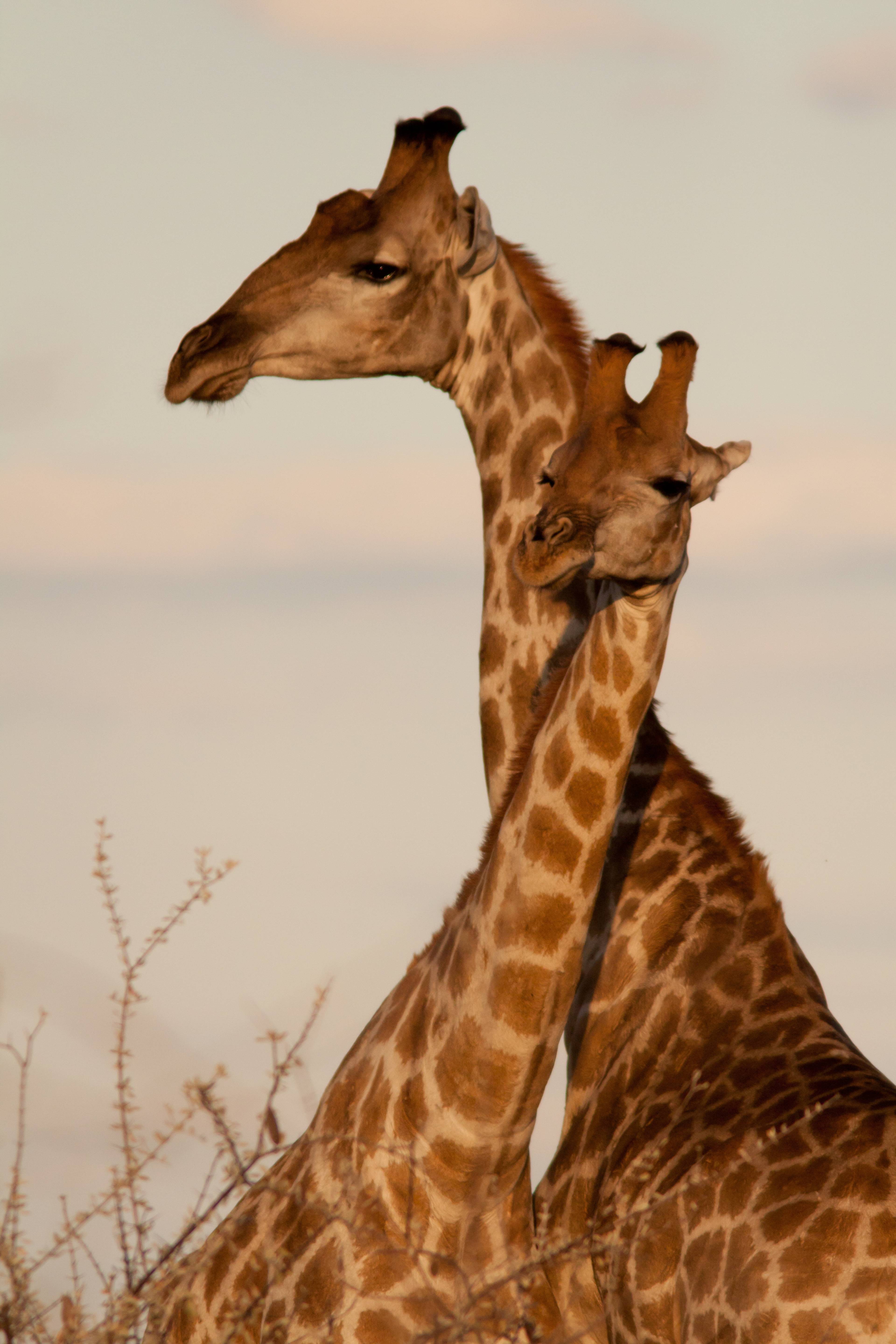 due giraffe al parco etosha