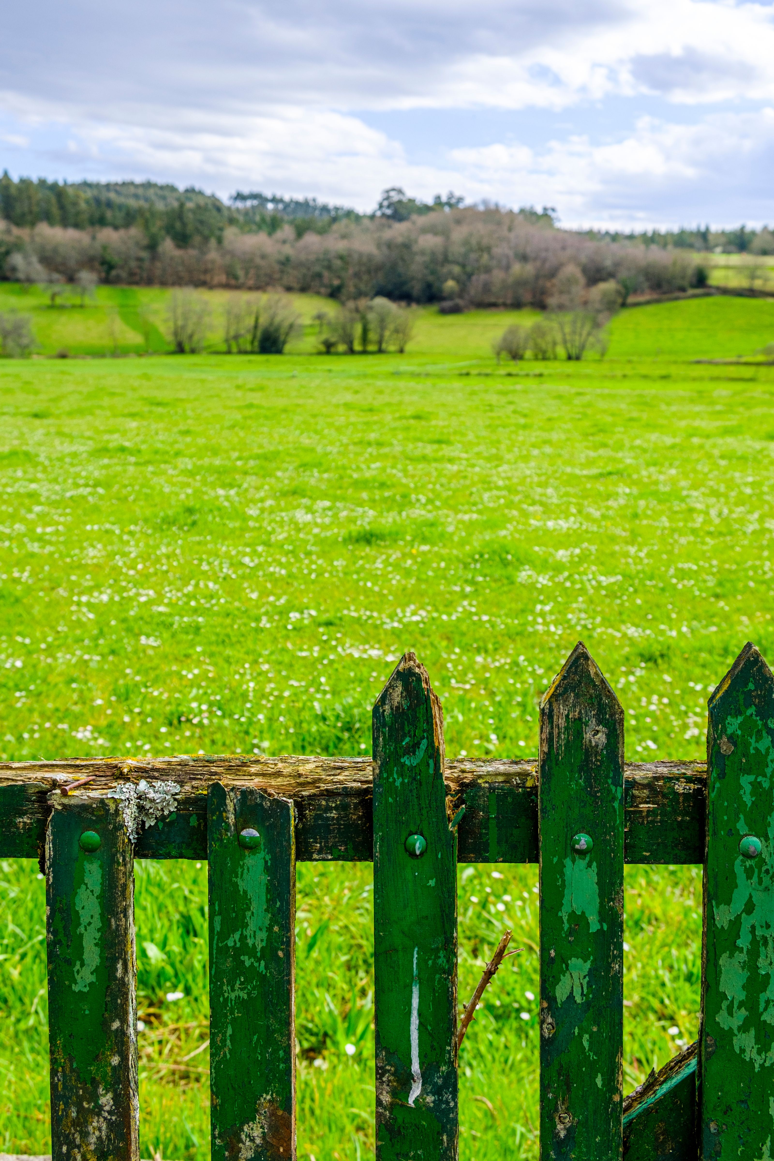 arzua nature green grass