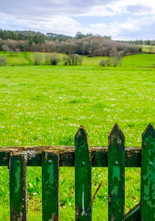 arzua nature green grass