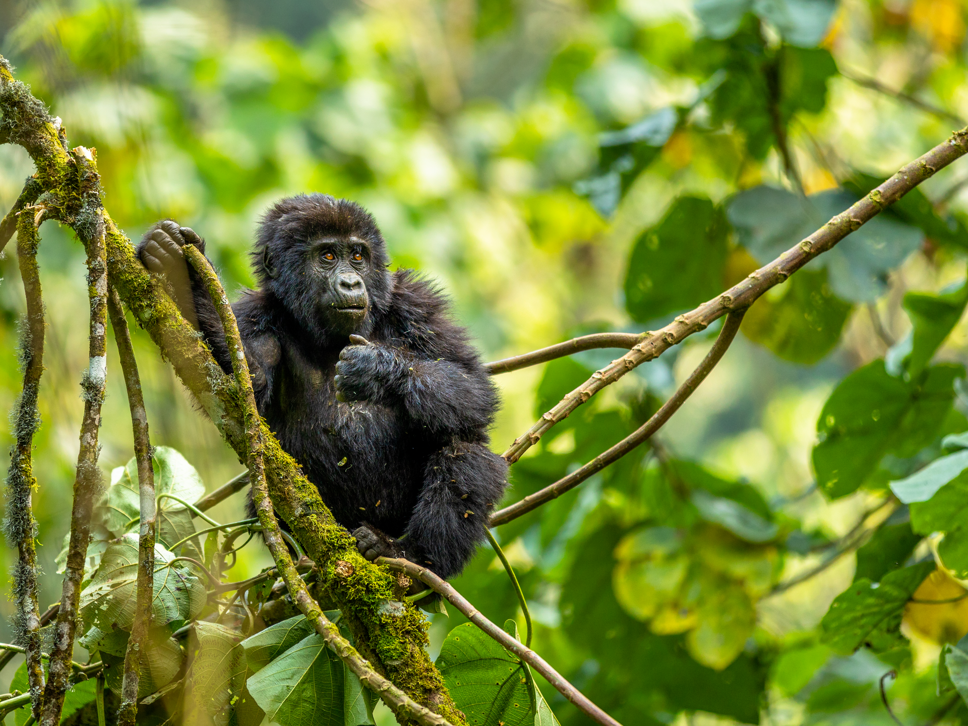 Tour dell'Uganda: primati, savana e Lago Mburo cover
