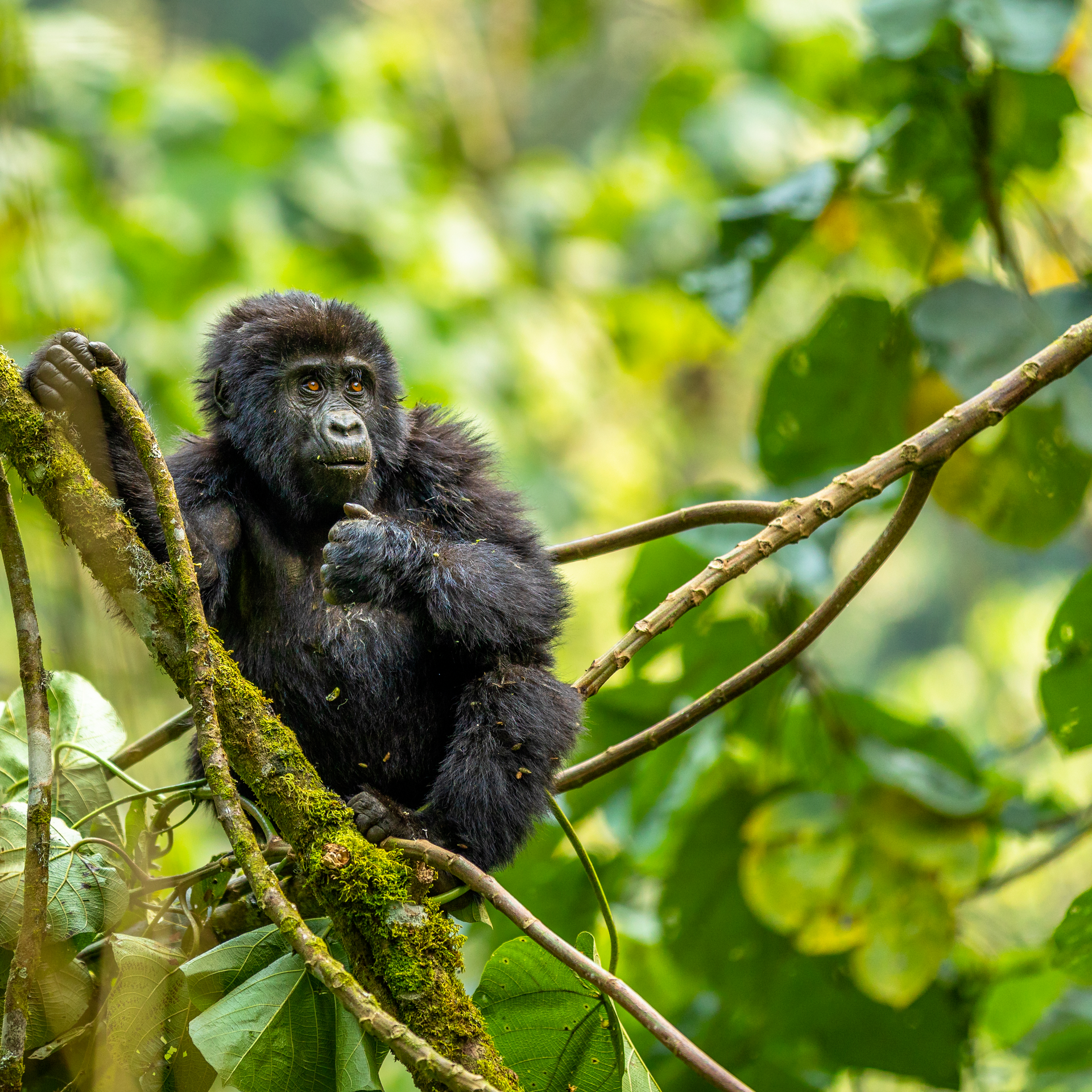 Tour dell'Uganda: primati, savana e Lago Mburo