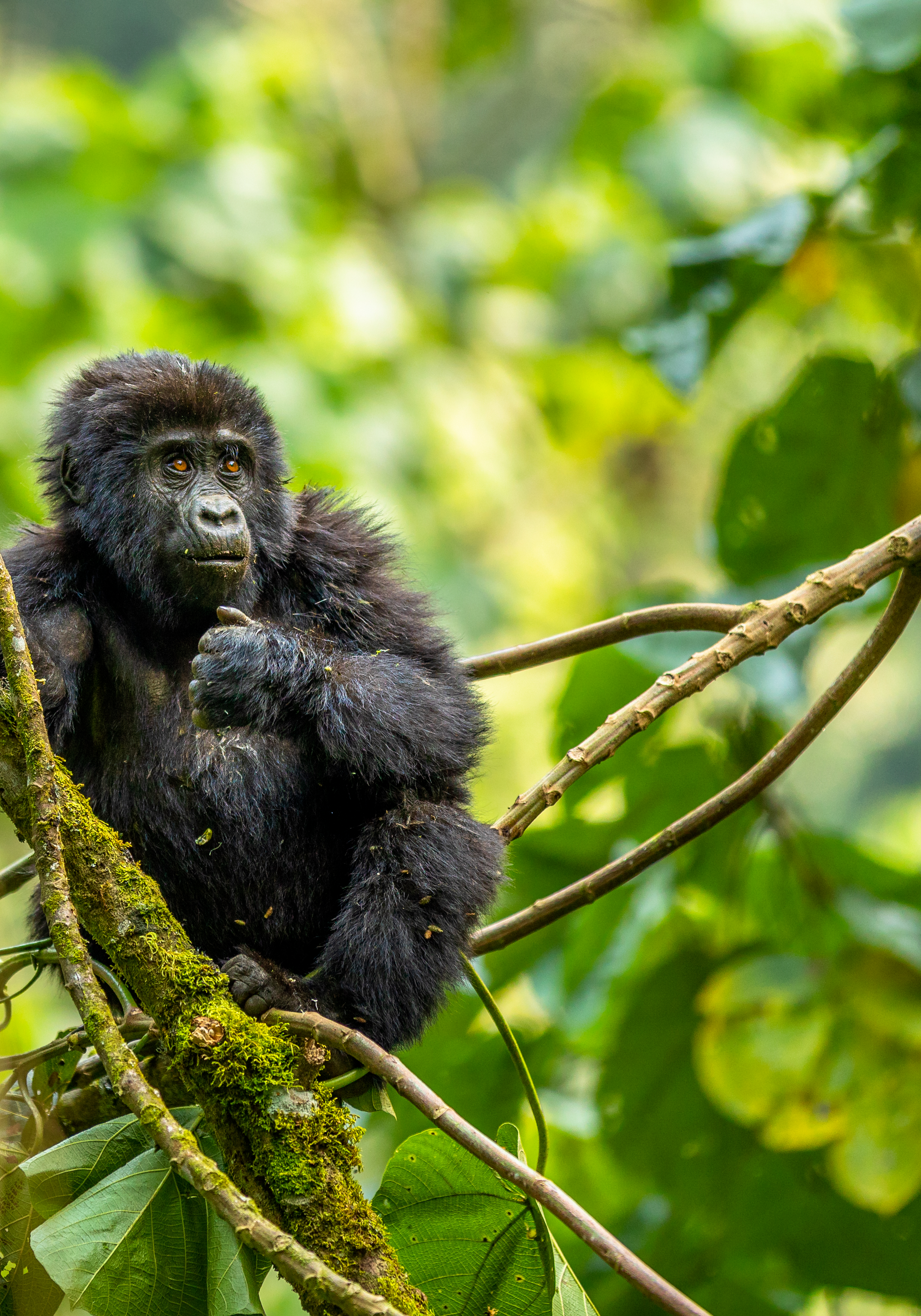 piccolo gorilla tra le piante in uganda