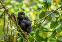 piccolo gorilla tra le piante in uganda