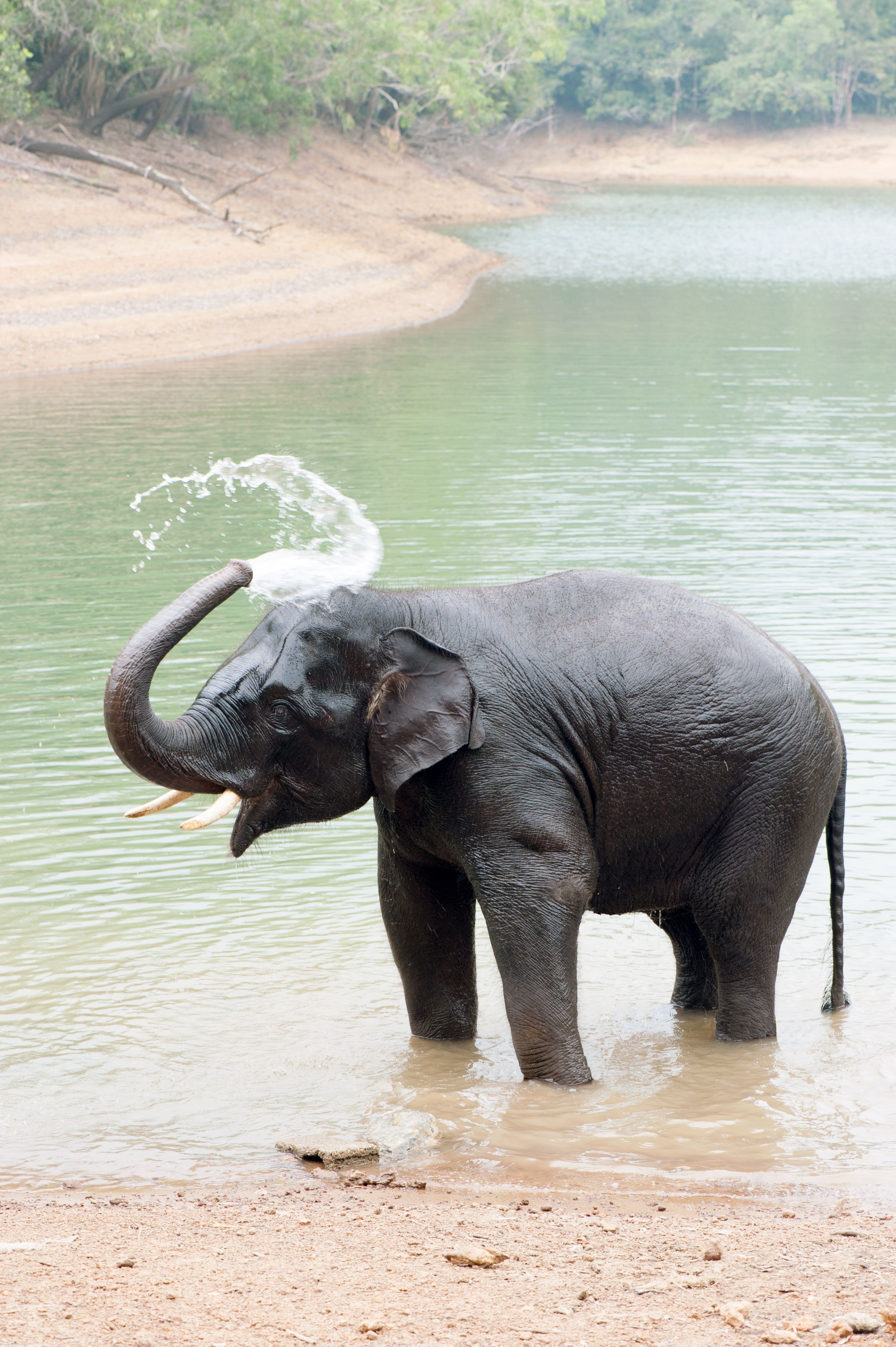 little elephant in the river