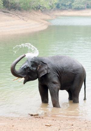 elefantino nel fiume