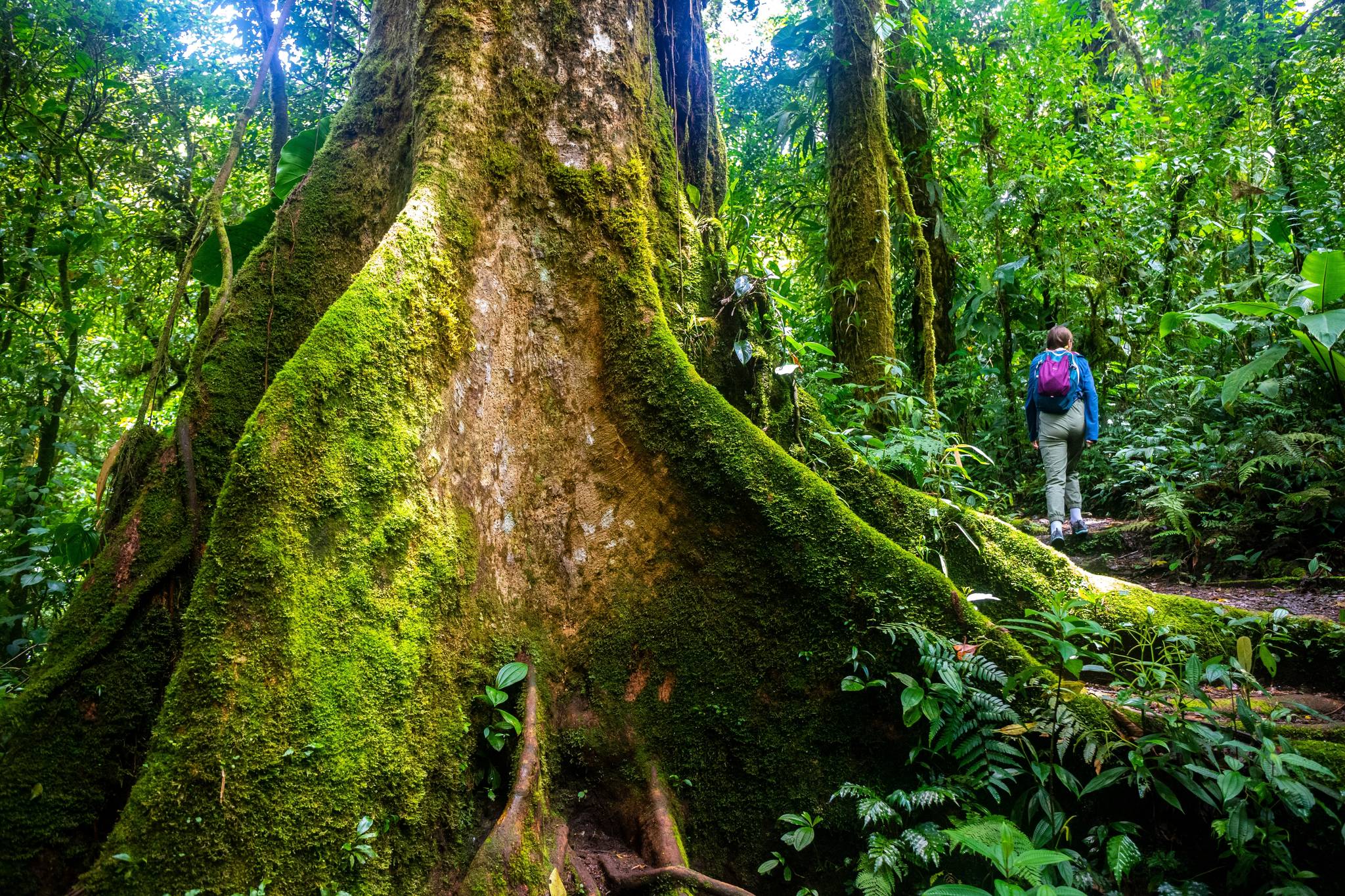 parco nazionale monteverde