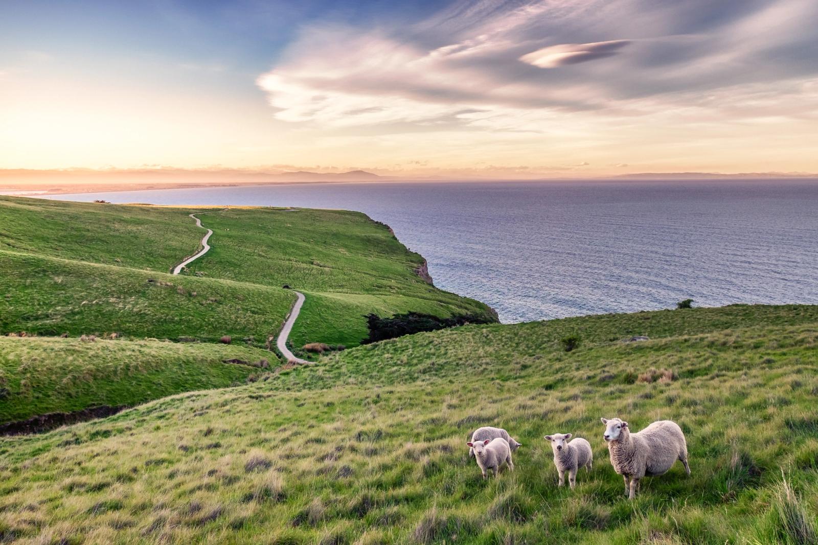 pecore sulla costa della nuova zelanda con arcobaleno