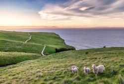 pecore sulla costa della nuova zelanda con arcobaleno