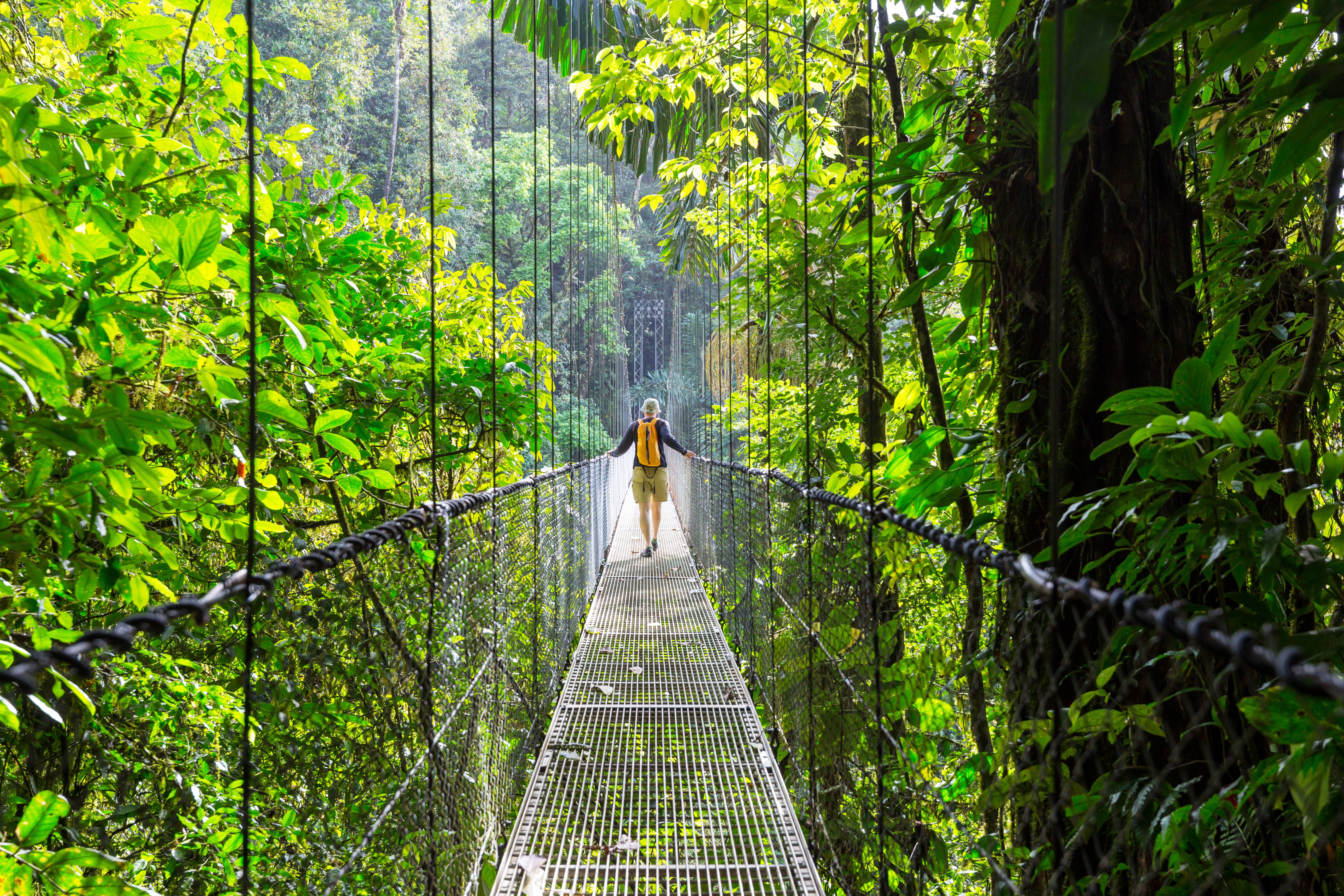 foresta in costa rica