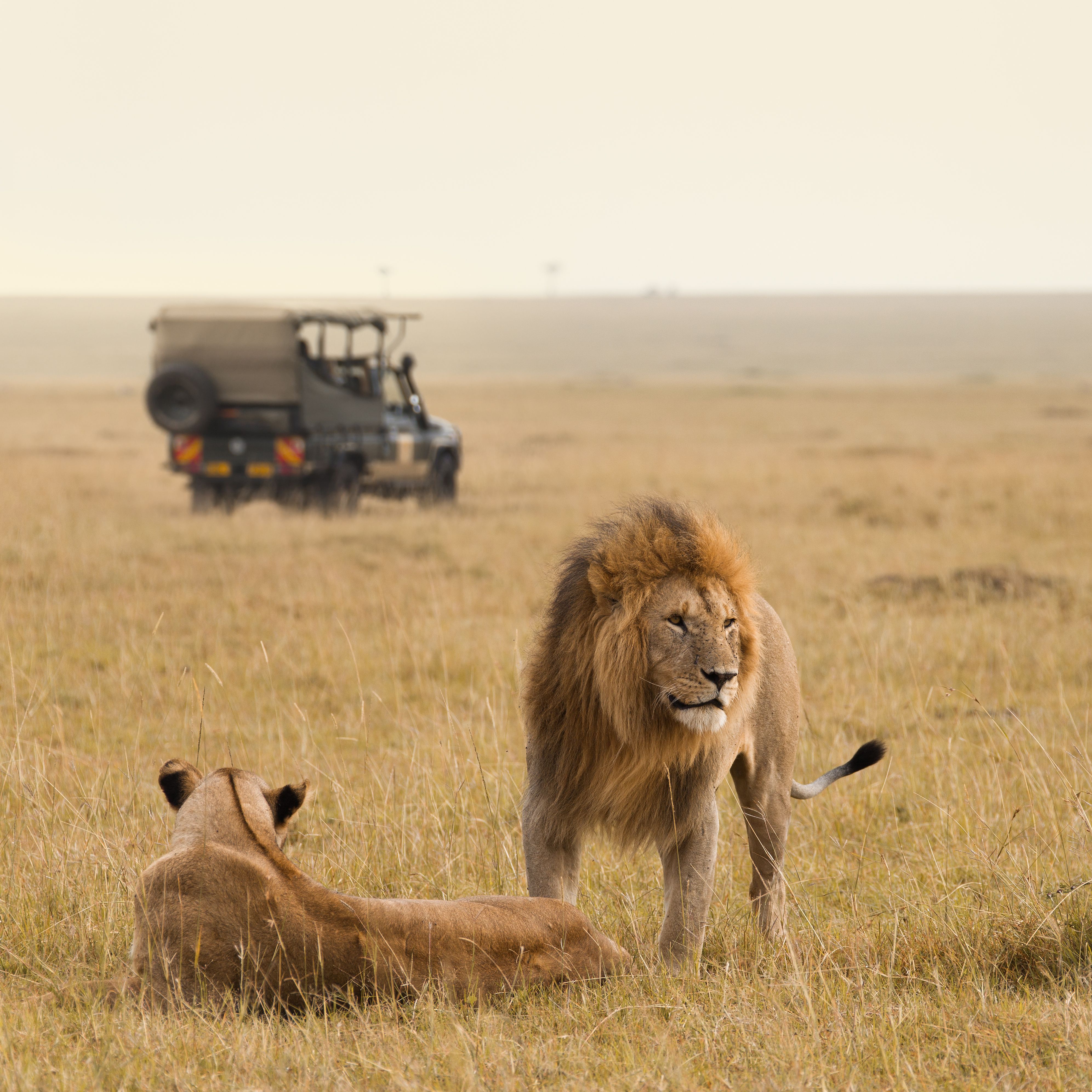macchina safari dietro a leone e leonessa nella savana kenya