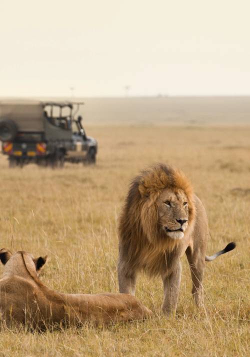 macchina safari dietro a leone e leonessa nella savana kenya