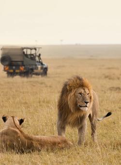 macchina safari dietro a leone e leonessa nella savana kenya