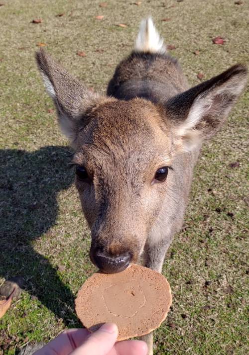 dare da mangiare cerbiatti nara giappone