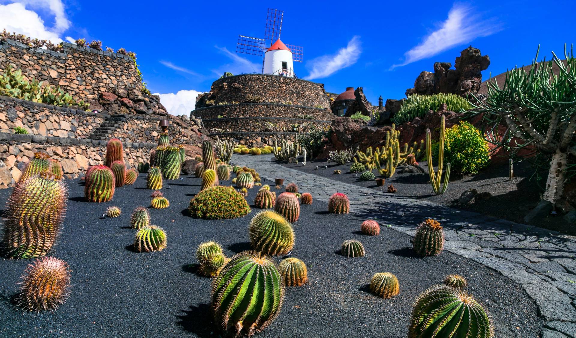 mulino e cactus lanzarote
