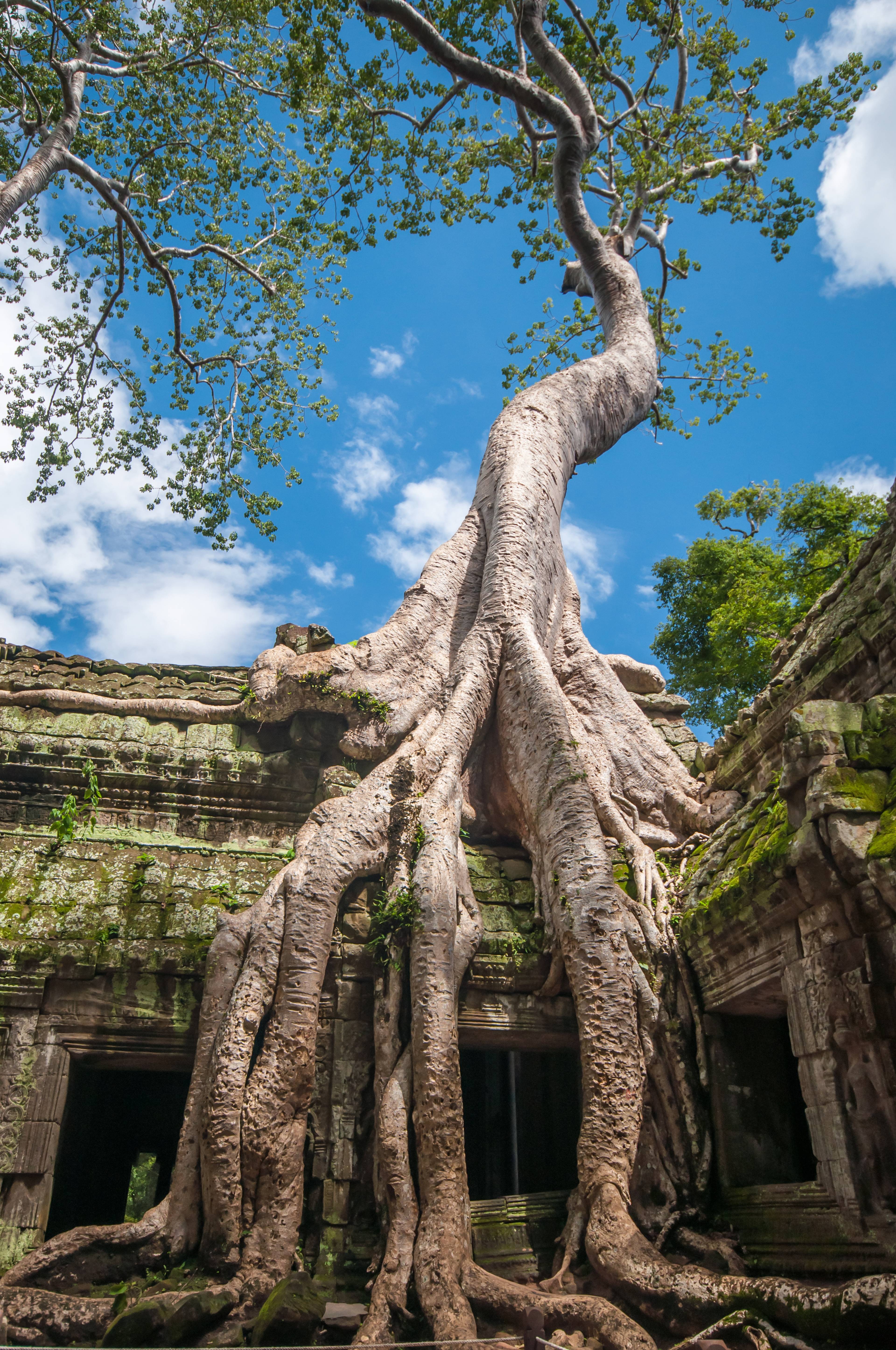 albero secolare ad angkor