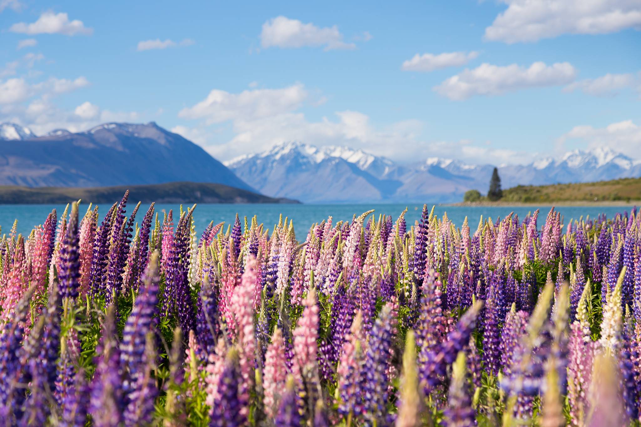 lupini in nuova zelanda