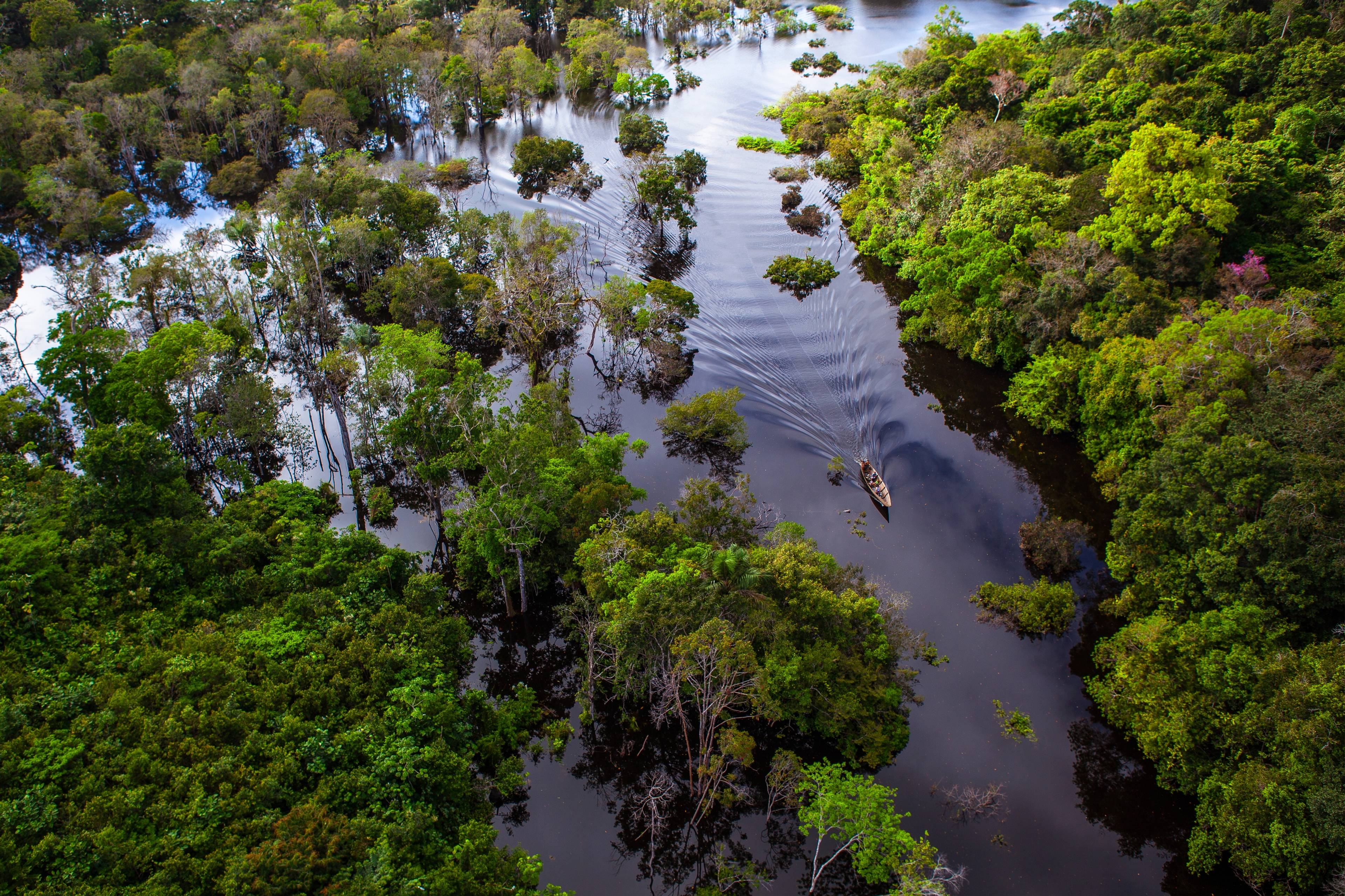 foresta pluviale in amazzonia