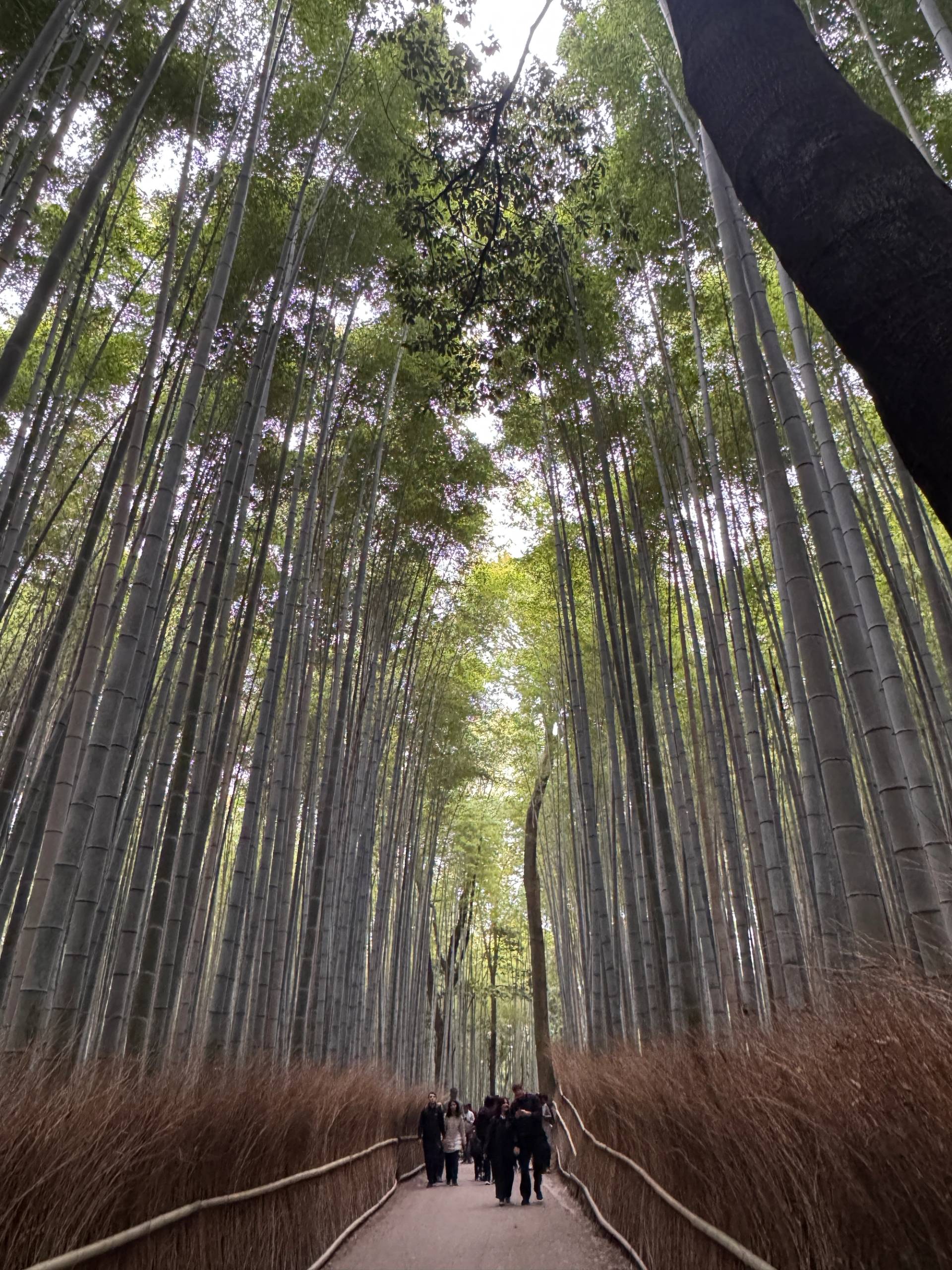 kyoto